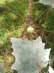 Solanum myriacanthum