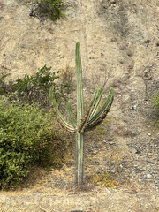 Neoraimondia herzogiana