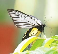 Troides amphrysus
