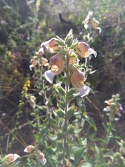Digitalis lanata
