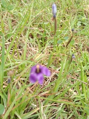 Sisyrinchium scabrum