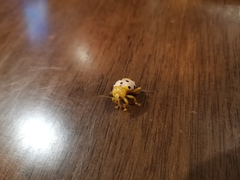 Podontia quatuordecimpunctata