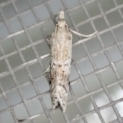 Cacotherapia unipuncta