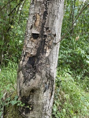 Cryptostroma corticale