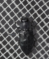 Melanophila acuminata