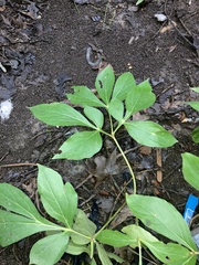 Paeonia lactiflora
