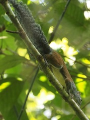 Sundasciurus hippurus