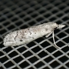 Cacotherapia unipuncta