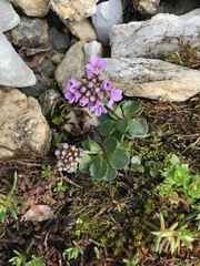 Noccaea rotundifolia
