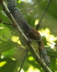 Sundasciurus hippurus