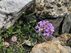 Noccaea rotundifolia