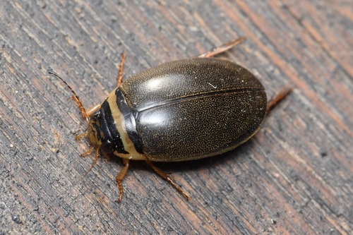 Graphoderus occidentalis