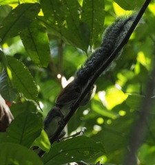 Sundasciurus hippurus