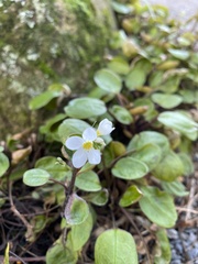 Myosotis petiolata