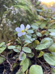 Myosotis petiolata