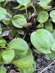 Myosotis petiolata