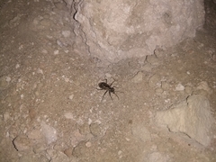 Eunota gabbii