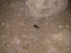 Eunota gabbii
