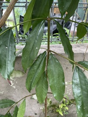 Garcinia cymosa