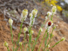 Pimelea trichostachya