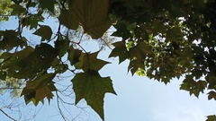 Platanus mexicana