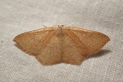Cyclophora ruficiliaria