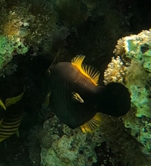 Amanses scopas