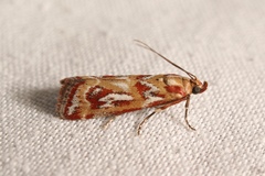 Acrobasis porphyrella