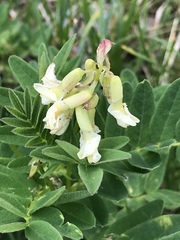 Astragalus frigidus