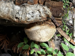 Spongiporus leucospongia