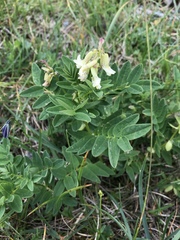 Astragalus frigidus