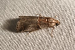 Acrobasis suavella