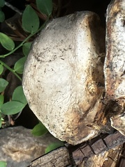 Spongiporus leucospongia