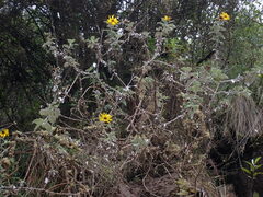 Pappobolus macranthus