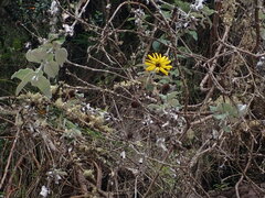 Pappobolus macranthus