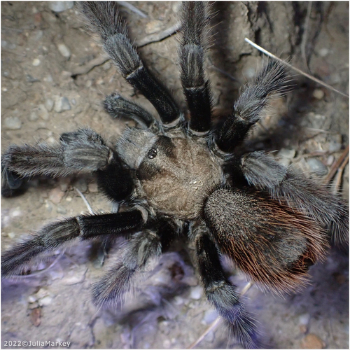 California Ebony Tarantula