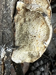 Spongiporus leucospongia