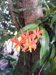 Prosthechea vitellina