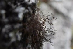 Bryocaulon pseudosatoanum