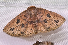 Striglina suzukii