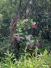 Medinilla cummingii