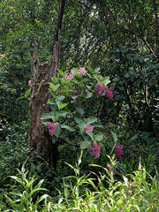Medinilla cummingii