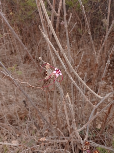 Image of Strophanthus eminii by no rights reserved