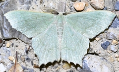 Maxates grandificaria