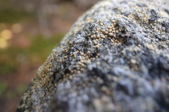 Lecanora polytropa