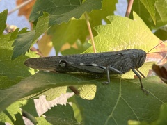 Anacridium aegyptium