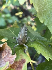 Anacridium aegyptium