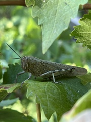 Anacridium aegyptium