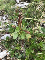 Rhododendron hirsutum