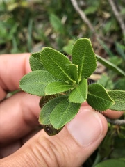 Rhododendron hirsutum